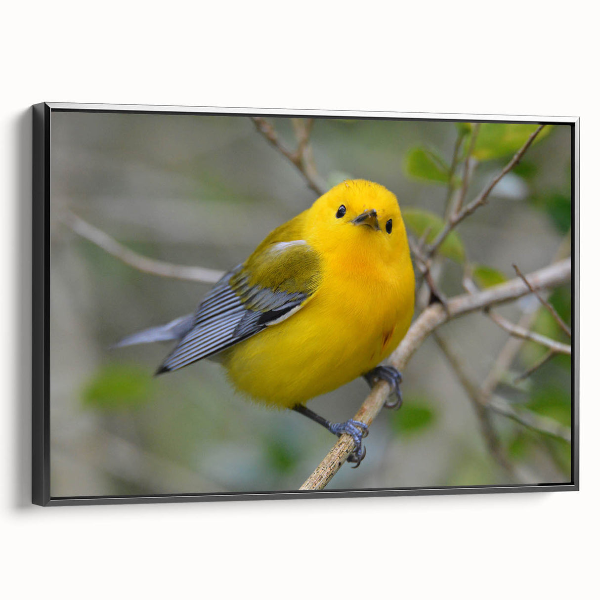 Framed wall art collection showcasing vibrant garden birds design on black canvas, featuring intricate details and textures, ideal for nature-inspired decor.