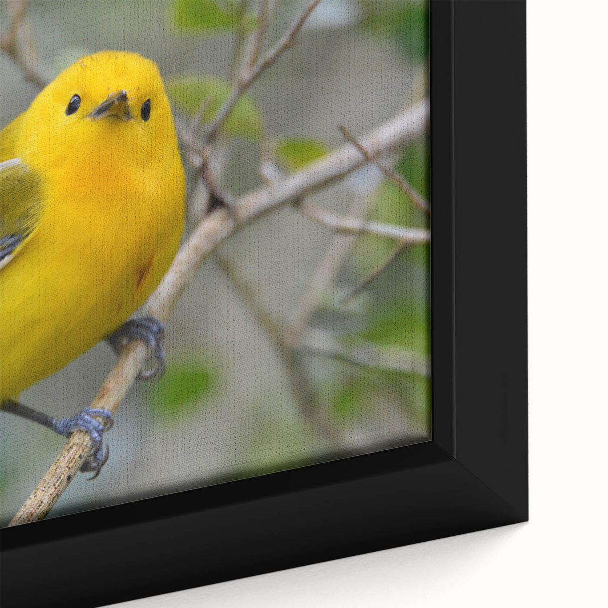 Framed canvas wall art showcasing a vibrant collection of garden birds in detailed illustrations, featuring bright colors and delicate designs that enhance any decor.