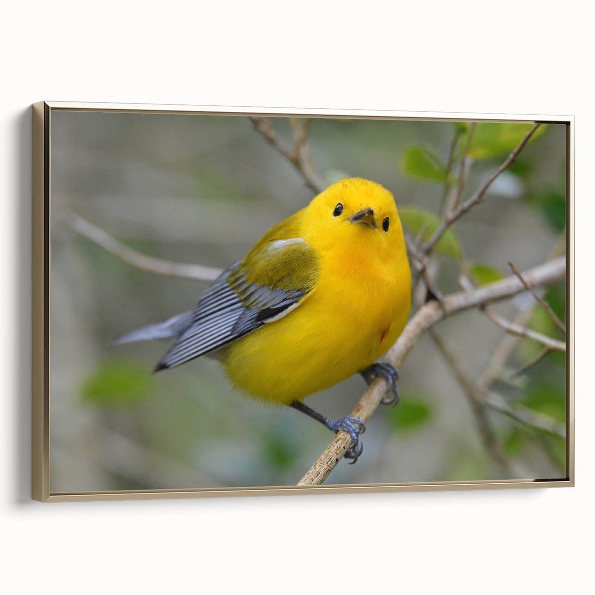 Framed canvas wall art featuring a vibrant garden birds design, showcasing colorful birds perched among lush foliage, with a sleek gold frame accentuating the artwork.