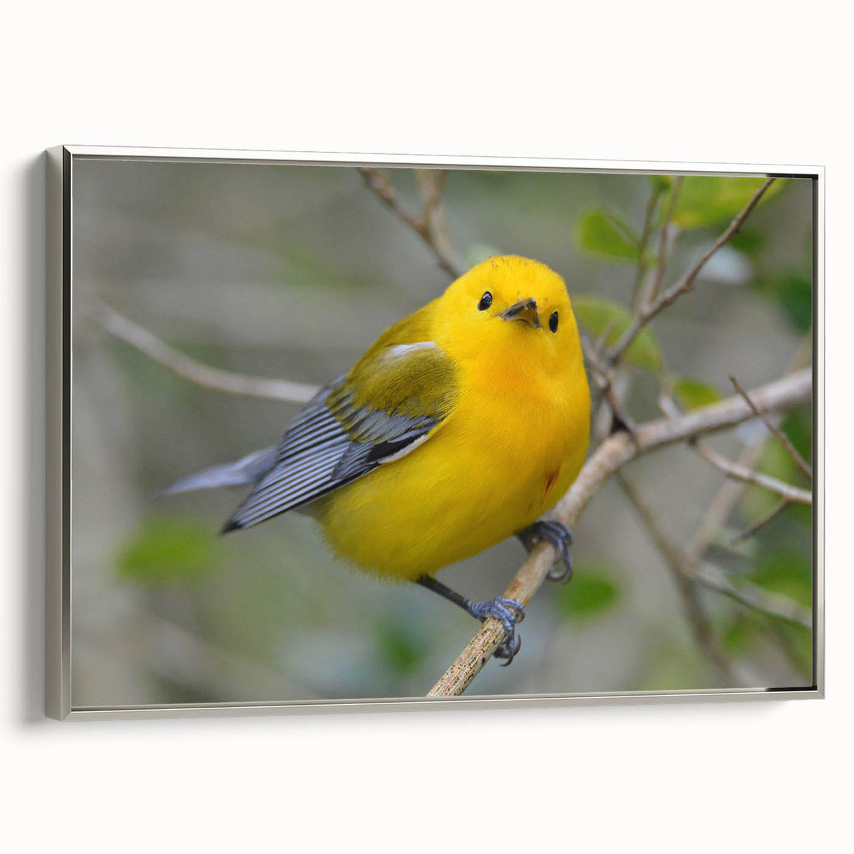 Framed wall art showcasing a vibrant garden birds design on canvas, featuring a sleek silver frame. Ideal for nature lovers and home decor enthusiasts, this artwork adds a touch of elegance to any space.