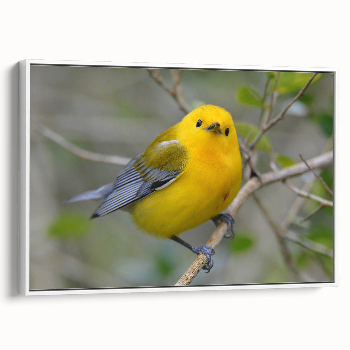 Framed canvas wall art showcasing a vibrant garden birds design in a white frame, perfect for adding a touch of nature-inspired decor to any room. The artwork features a colorful array of birds amidst lush greenery, ideal for enhancing living spaces with a fresh, artistic flair.