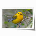 Vibrant rolled print of a garden birds wall art collection, showcasing various colorful birds perched amid lush greenery, perfect for home decor enthusiasts.