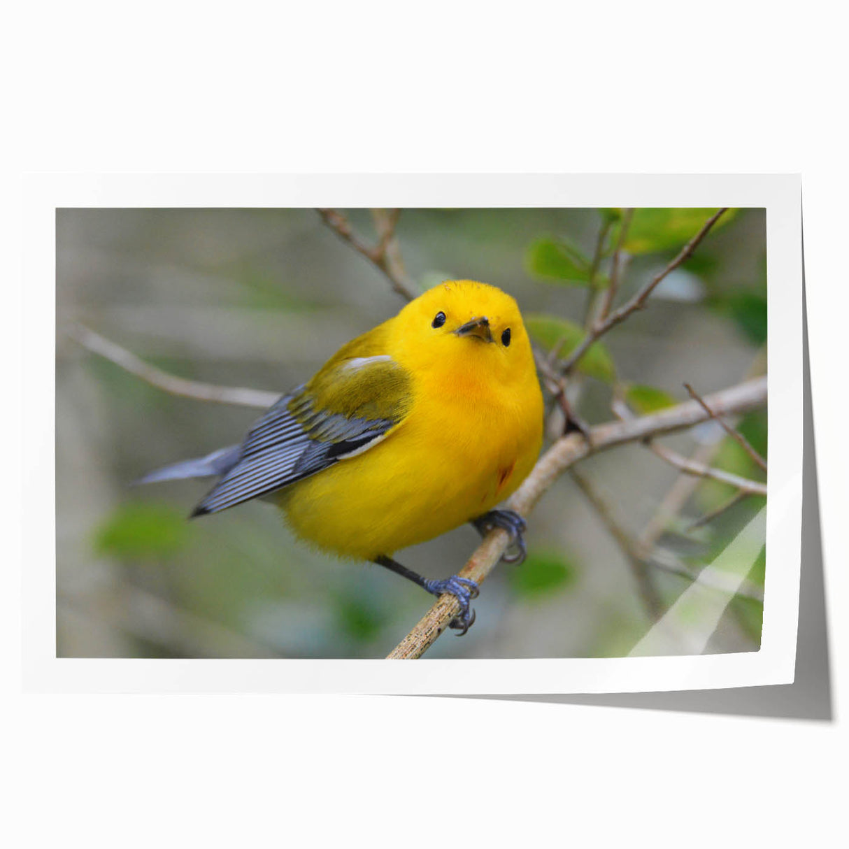 Vibrant rolled print of a garden birds wall art collection, showcasing various colorful birds perched amid lush greenery, perfect for home decor enthusiasts.