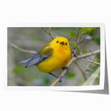 Vibrant rolled print of a garden birds wall art collection, showcasing various colorful birds perched amid lush greenery, perfect for home decor enthusiasts.