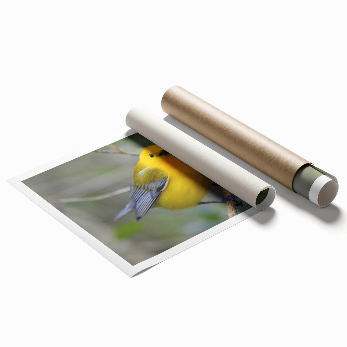 Colorful rolled print of a garden birds wall art collection, showcasing various bird species in a vibrant, nature-inspired design, perfect for home decor.