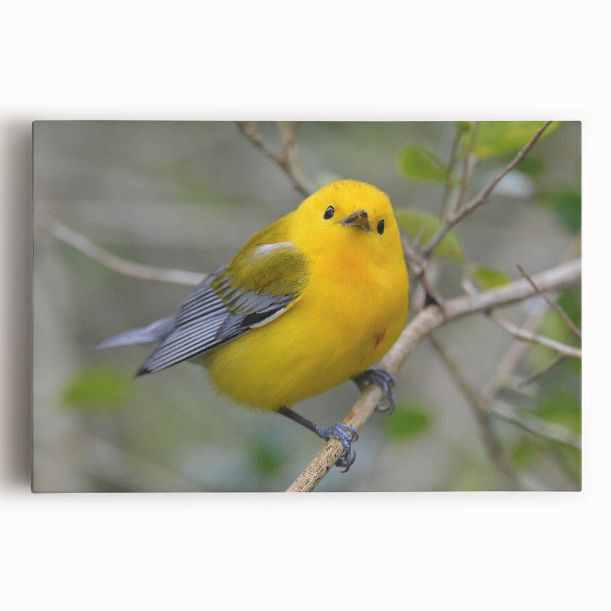 Colorful collection of garden birds wall art design on stretched canvas, showcasing various bird species in a vibrant natural setting, ideal for home decor.