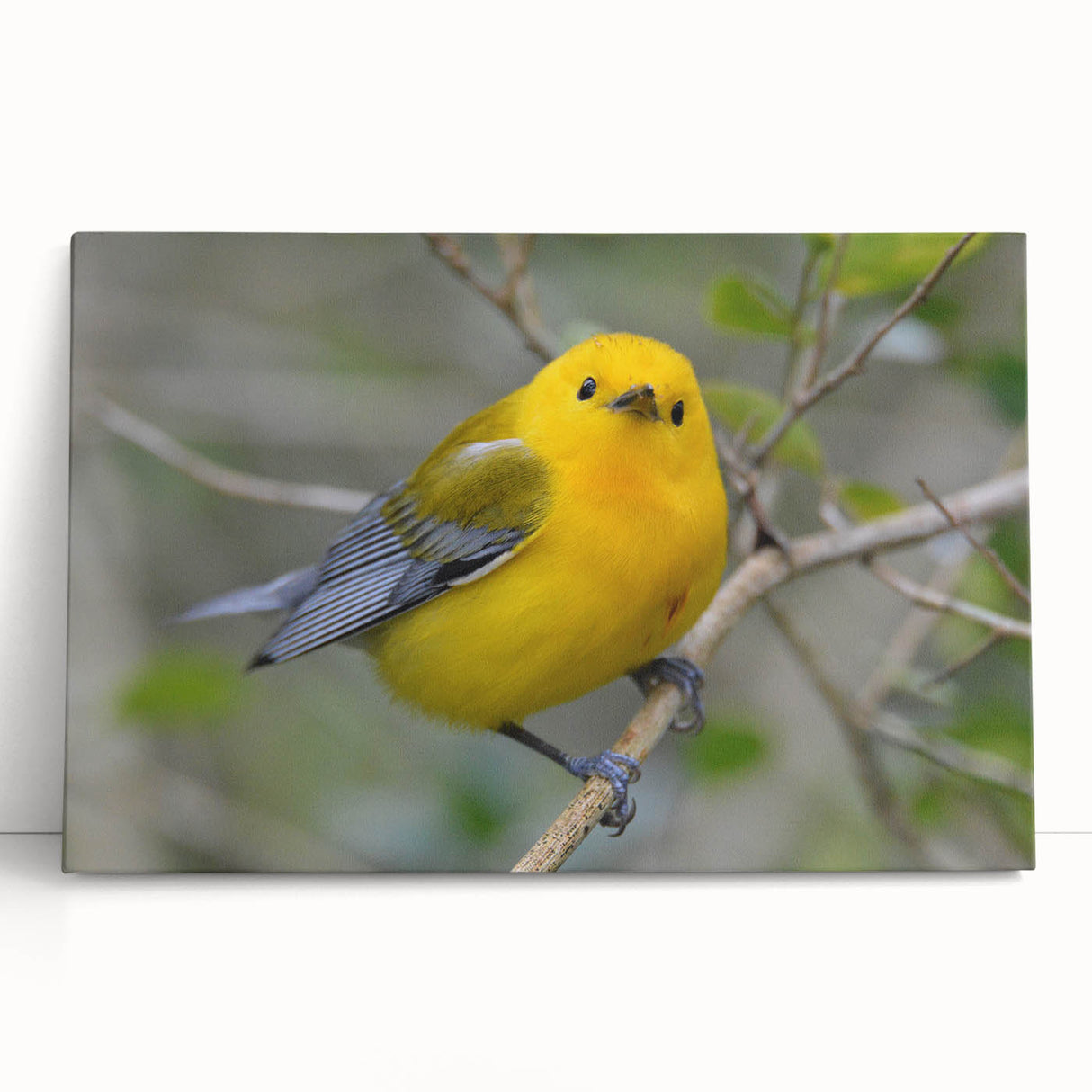 Colorful canvas wall art featuring a vibrant garden birds design, showcasing various bird species perched among lush greenery. Perfect for home decor enthusiasts seeking nature-inspired artwork.
