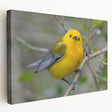 Stretched canvas wall art featuring a vibrant design of colorful garden birds on a leafy background, ideal for enhancing home decor. Perfect for bird lovers.
