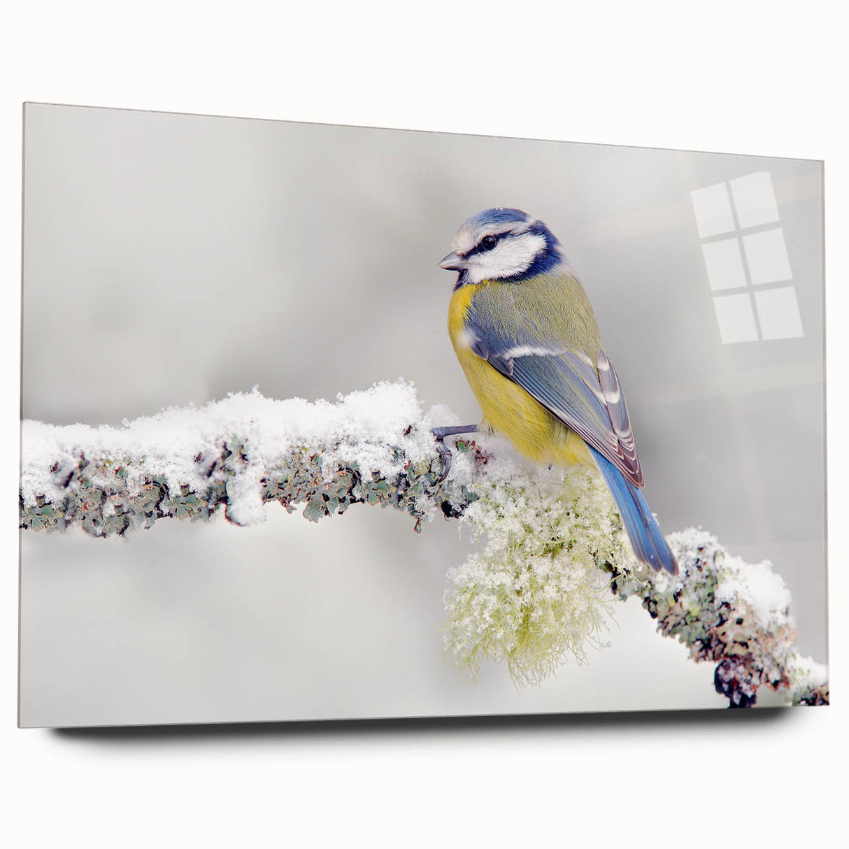 Acrylic glass wall art showcasing a vibrant garden bird design, side view highlighting the sleek edges and clarity, perfect for enhancing home decor.