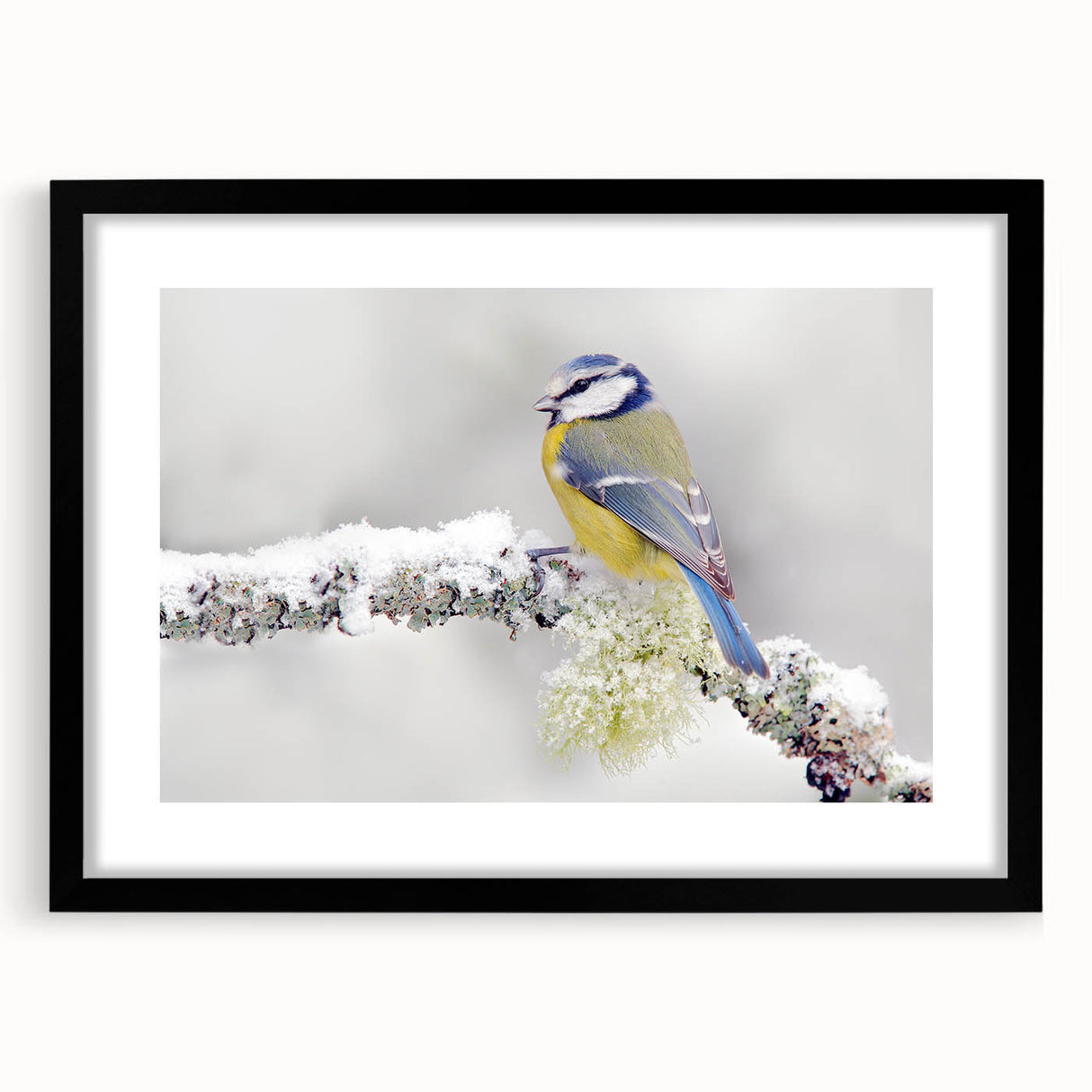 Framed wall art featuring a vibrant garden birds design, showcasing colorful avian illustrations on a black mat, perfect for enhancing home decor aesthetics.