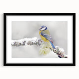 Framed wall art featuring a vibrant garden birds design, showcasing colorful avian illustrations on a black mat, perfect for enhancing home decor aesthetics.