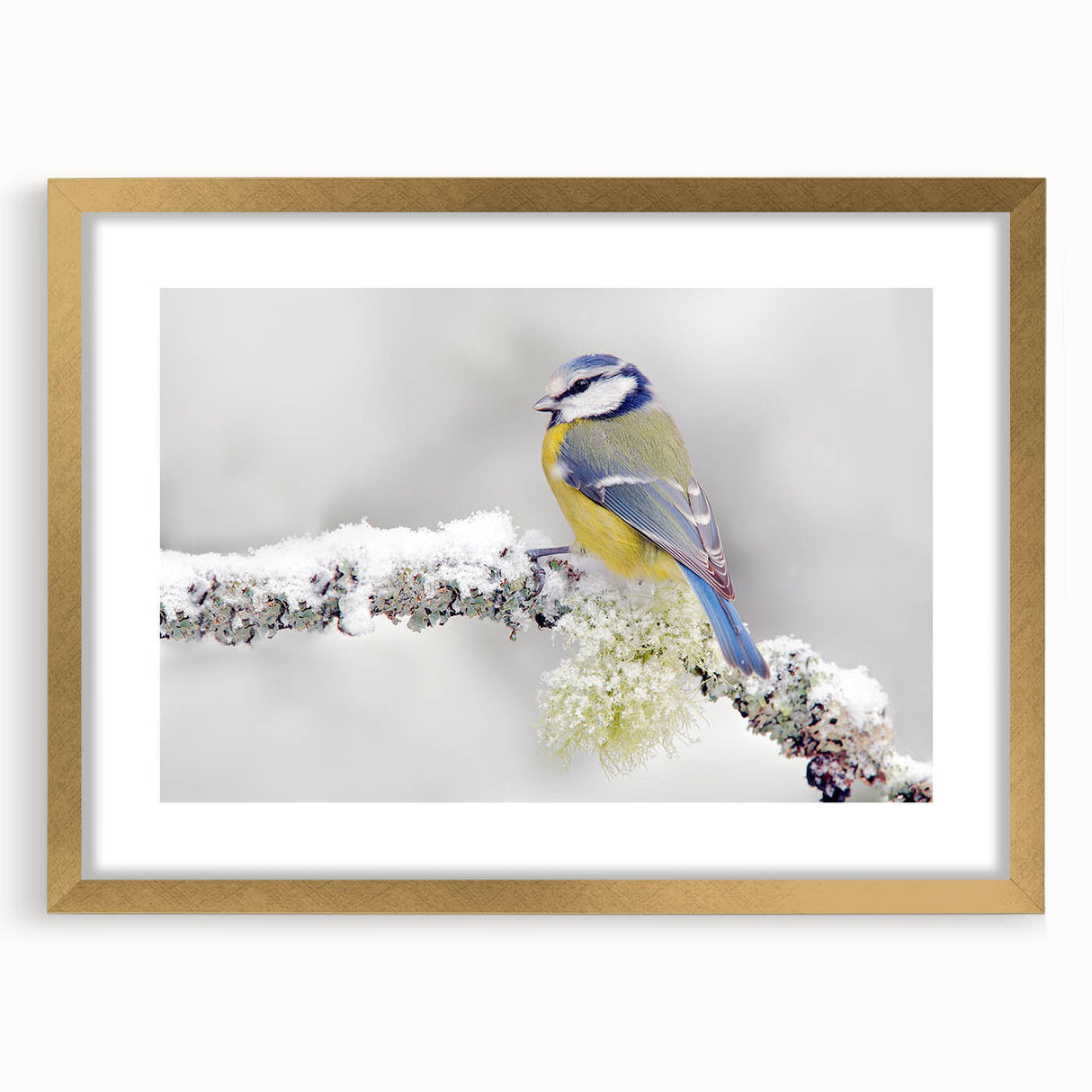 Framed wall art featuring a vibrant garden bird design in gold accents, showcasing colorful birds perched on branches, perfect for home decor.