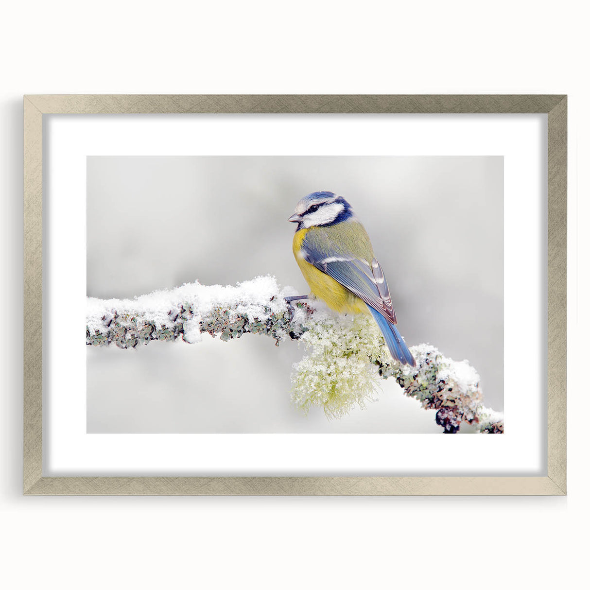 Framed wall art featuring a vibrant garden birds design with silver matting, showcasing various colorful birds in a natural setting, perfect for home decor.