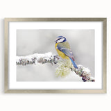 Framed wall art featuring a vibrant garden birds design with silver matting, showcasing various colorful birds in a natural setting, perfect for home decor.