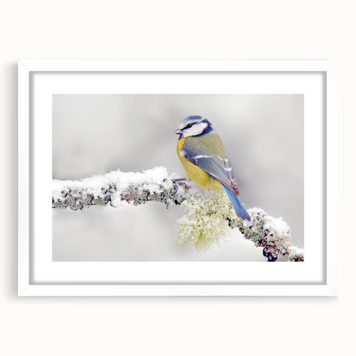 Framed wall art showcasing a vibrant garden bird design, featuring a white mat and sleek frame, perfect for home decor enthusiasts seeking nature-inspired art.