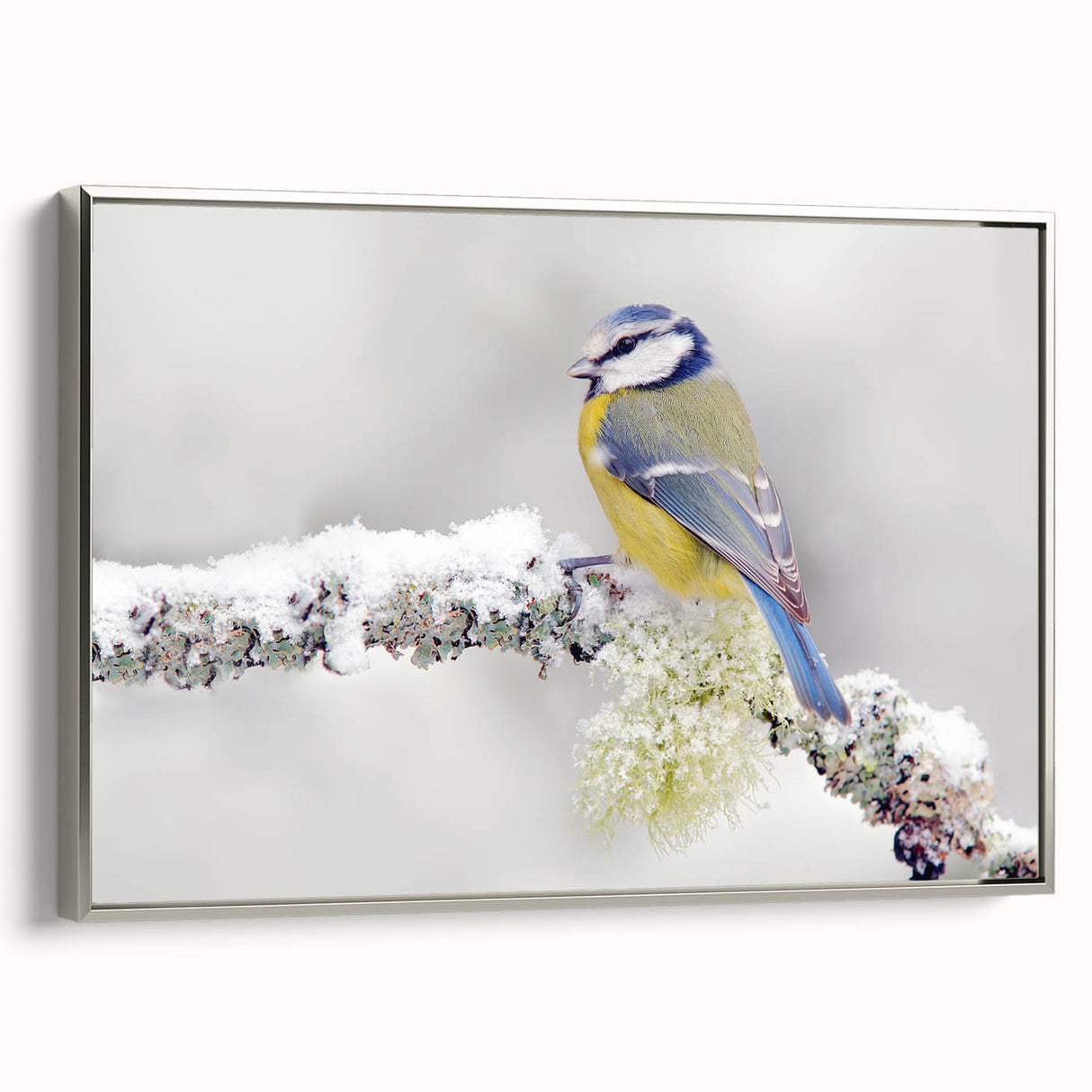 Framed canvas wall art featuring a vibrant garden bird design with detailed illustrations, complemented by a sleek silver frame, ideal for home decor.