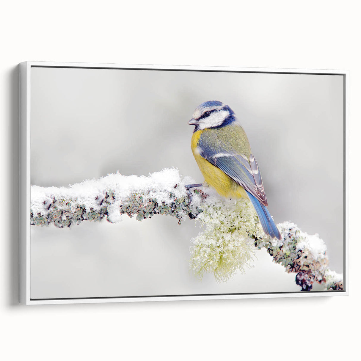 Framed canvas wall art showcasing a vibrant design of colorful garden birds against a white background, ideal for home decor. Perfect for nature lovers.