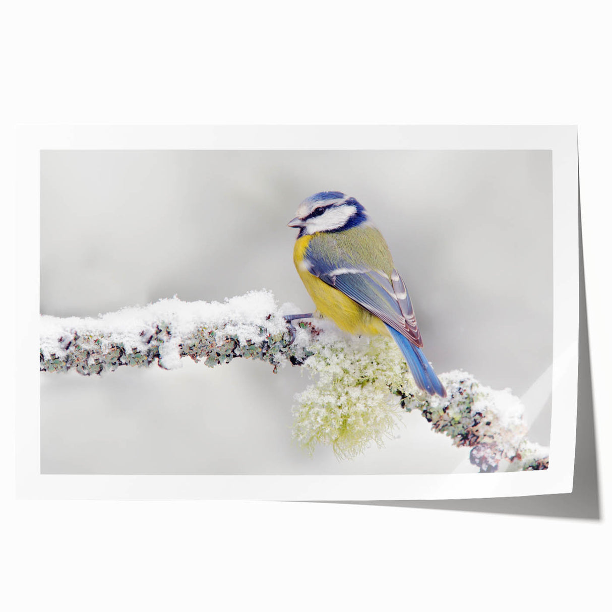 Vibrant rolled wall art print showcasing a variety of garden birds in colorful detail, designed to enhance home decor with a nature-inspired theme. Perfect for bird lovers and art enthusiasts.
