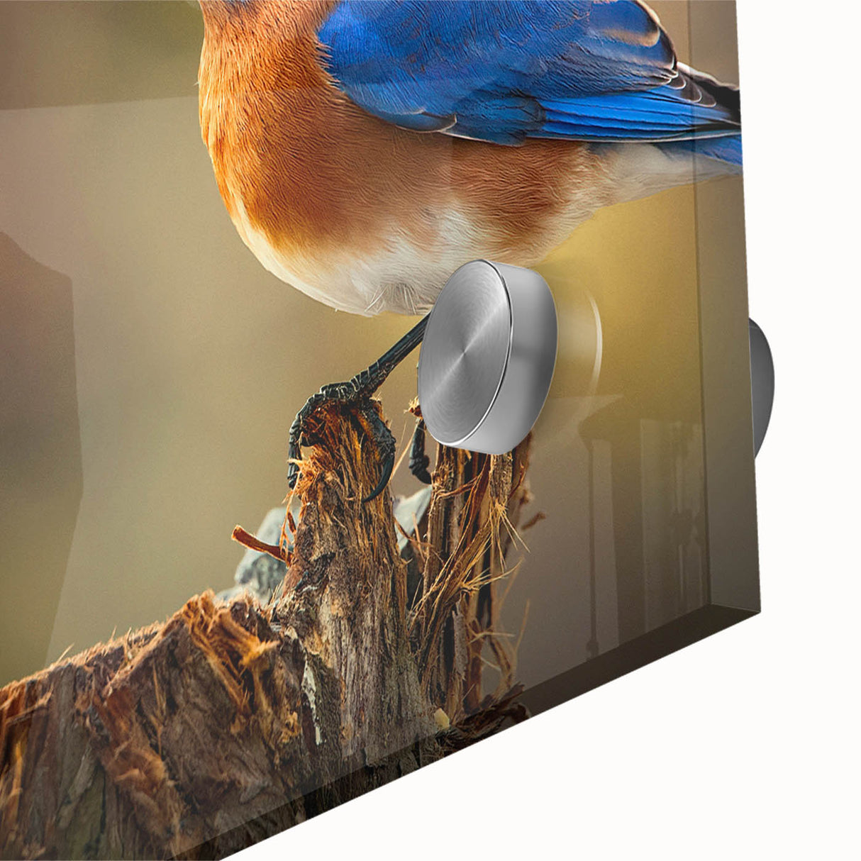 Close-up of a vibrant wall art piece depicting colorful garden birds on acrylic glass, showcasing intricate details and bright hues, perfect for nature lovers' decor.
