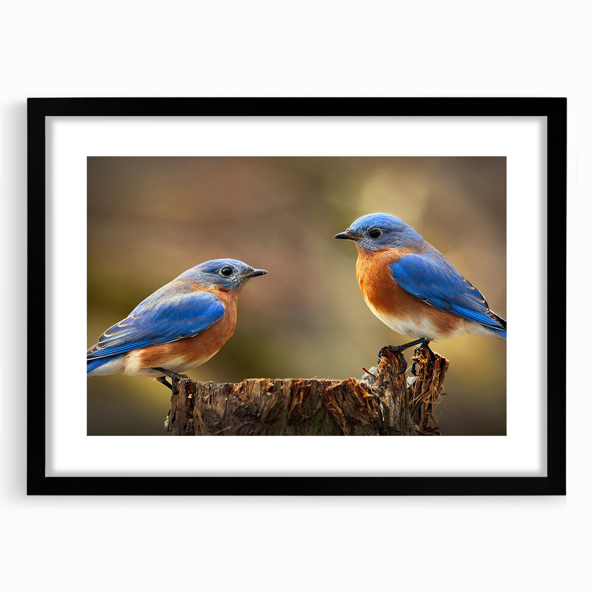 Framed wall art featuring a collection of colorful garden birds, showcasing intricate details and vibrant colors. The black frame enhances the artwork, making it a perfect decorative piece for nature lovers.