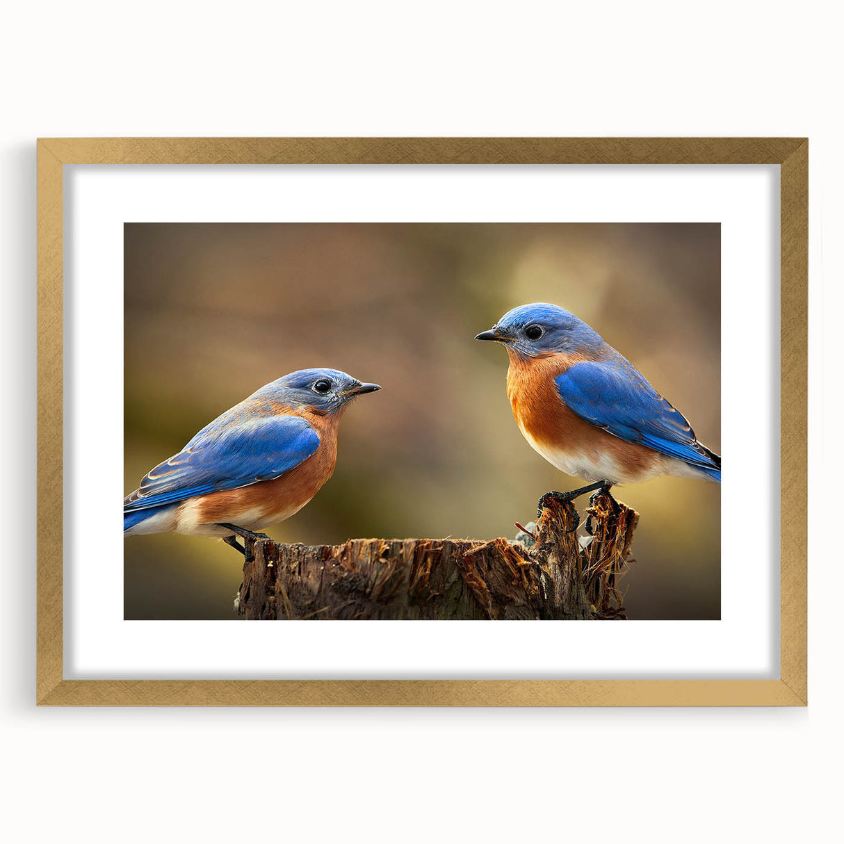 Framed wall art featuring a collection of garden birds in vibrant colors, set against a gold mat and sleek frame, perfect for home decor enthusiasts.