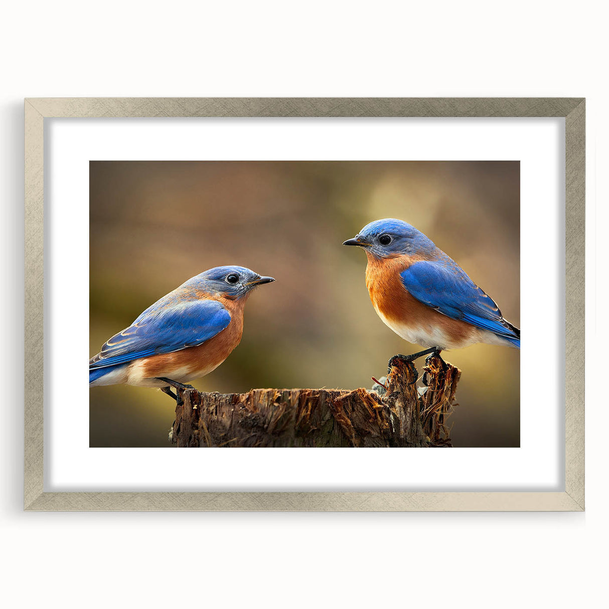 Framed wall art featuring a collection of vibrant garden birds in a silver frame, showcasing intricate designs and colors, perfect for enhancing home decor.