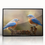 Framed wall art featuring a vibrant garden birds design in acrylic, with a sleek black frame, perfect for enhancing home decor and bringing a touch of nature indoors.