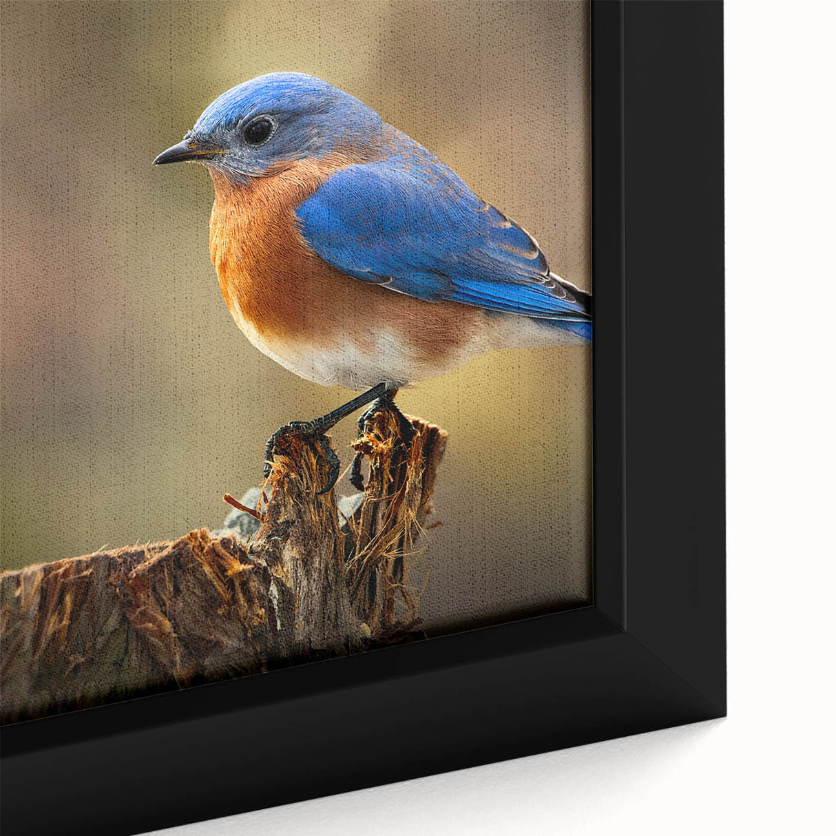 Framed canvas wall art featuring a close-up of colorful garden birds perched on branches, showcasing intricate details and vibrant hues, perfect for nature lovers.