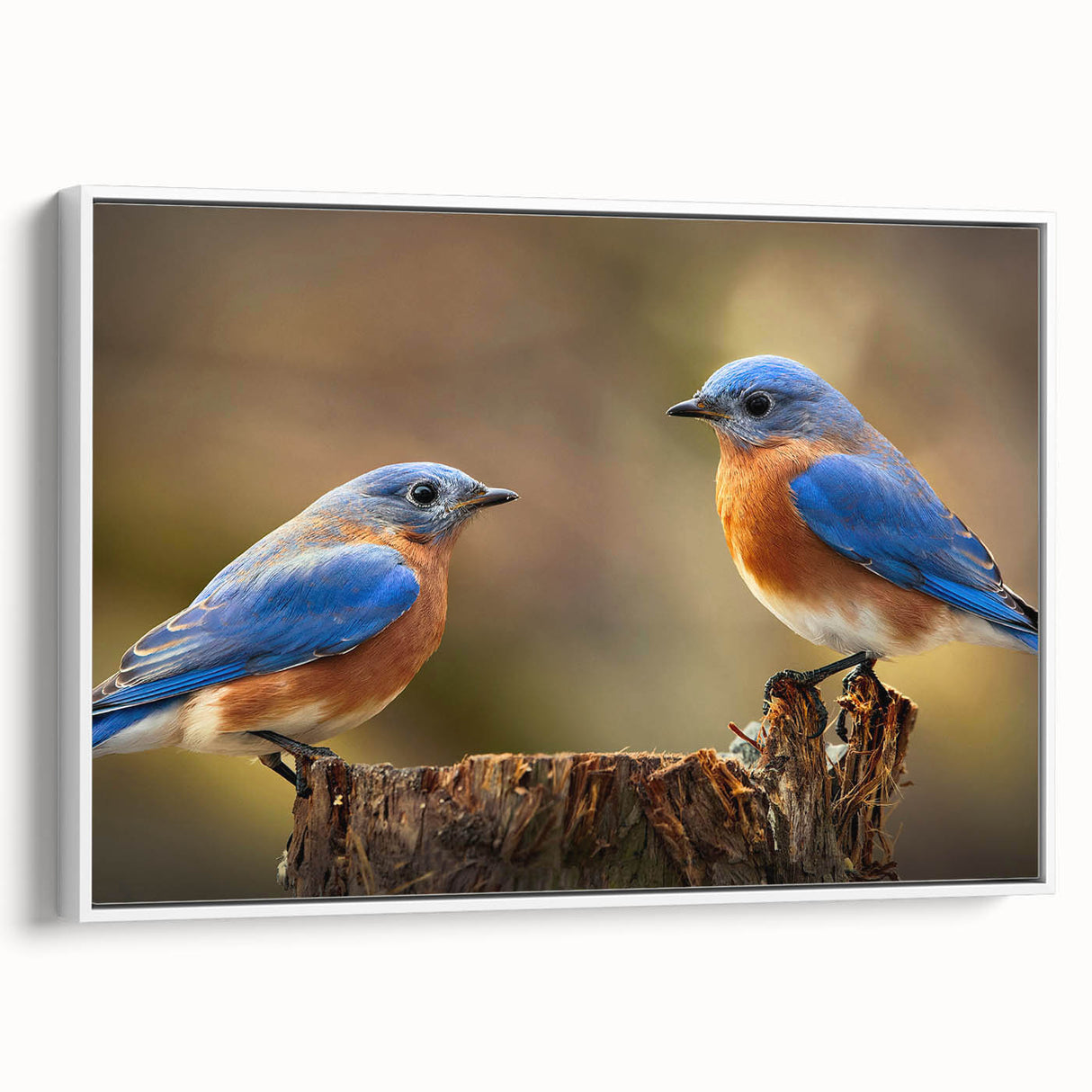 Framed wall art showcasing a vibrant garden birds design on canvas, featuring a white frame for an elegant touch, perfect for home decor enthusiasts.