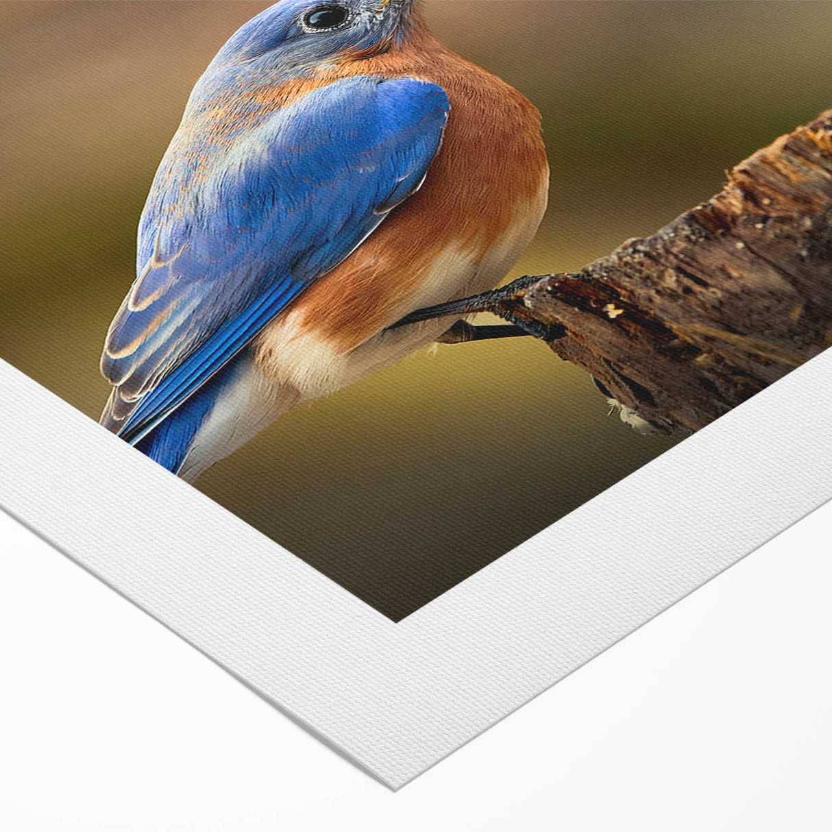 Colorful rolled canvas artwork showcasing a vibrant design of garden birds perched on branches, ideal for nature lovers and home decor enthusiasts.