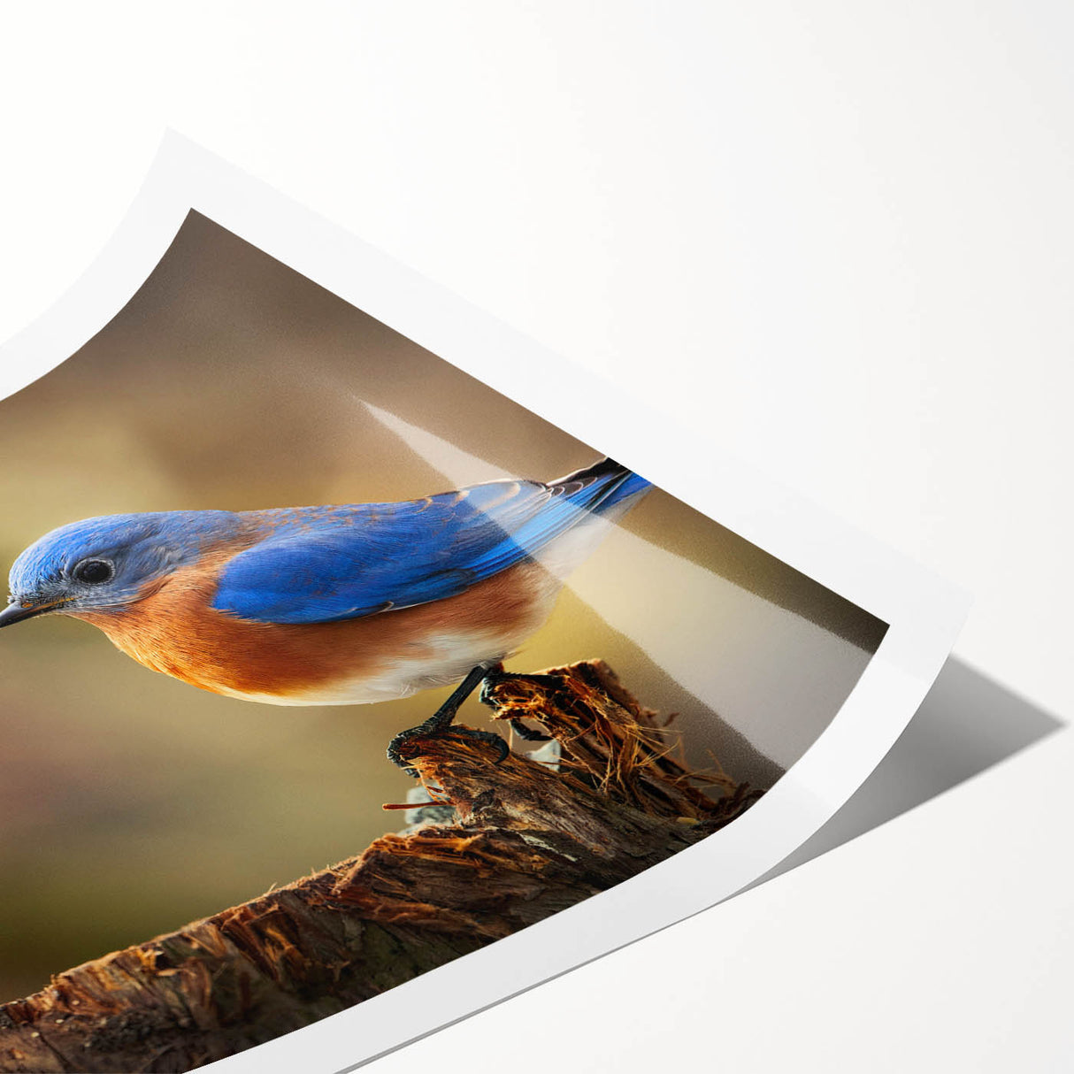 Colorful rolled print of garden birds wall art showcasing various bird species in a vibrant, nature-inspired design, ideal for home decor and art enthusiasts.