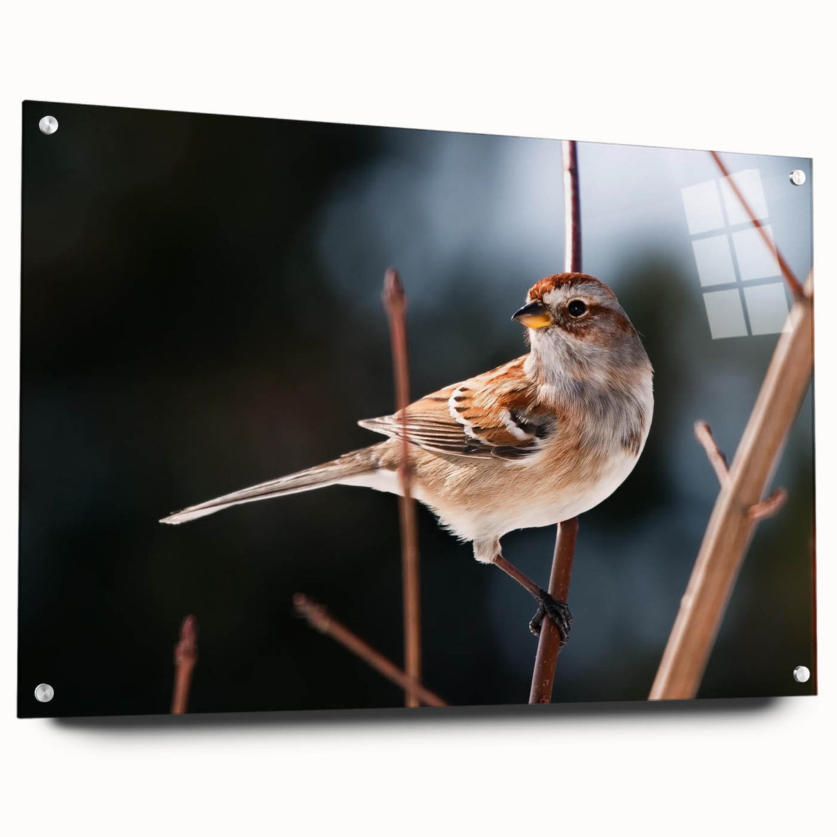 Side view of a colorful garden birds wall art piece displayed on acrylic glass, showcasing intricate details and vibrant hues, perfect for nature lovers’ decor.