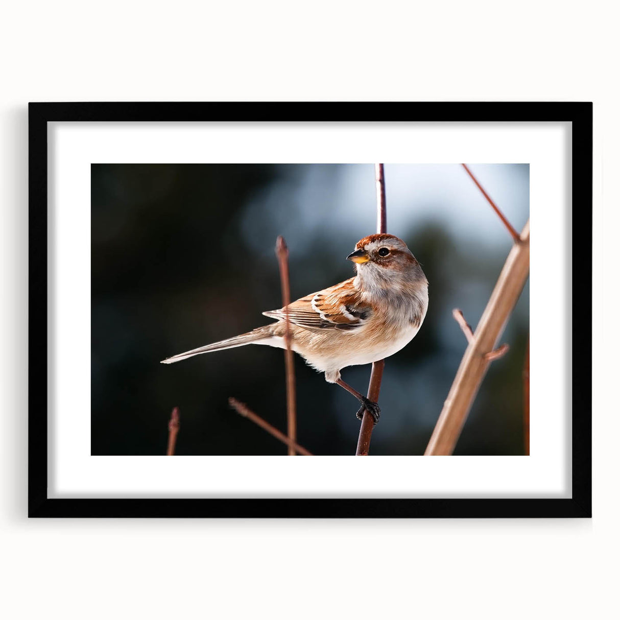 Framed wall art featuring a vibrant garden birds design in black frame with mat, showcasing colorful birds perched on branches, ideal for nature lovers' decor.