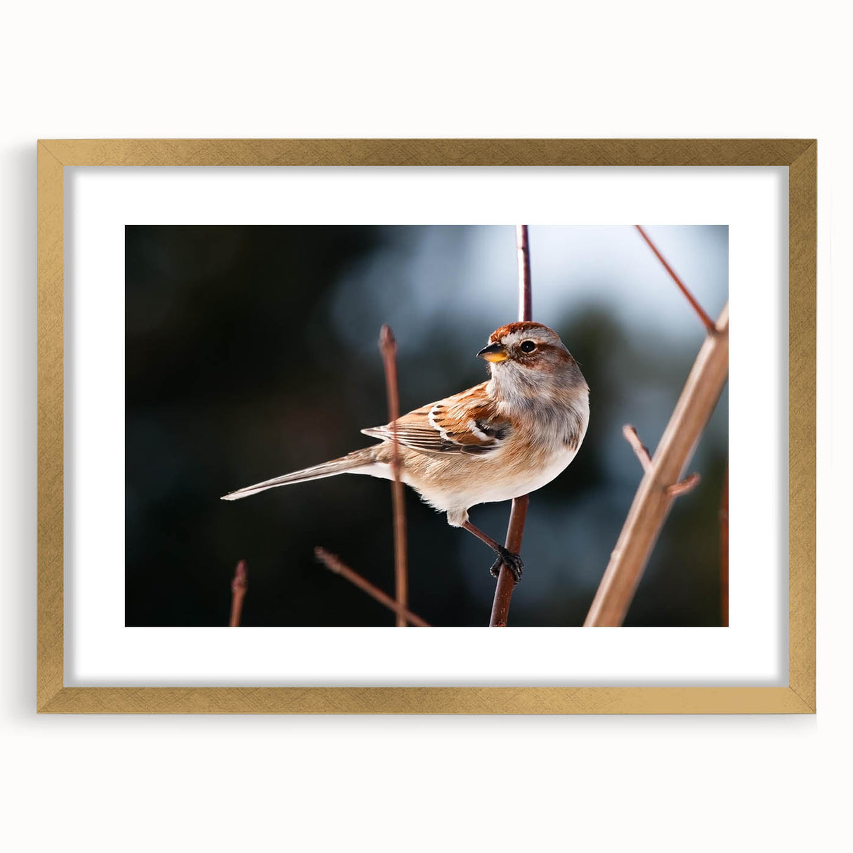 Framed wall art showcasing an elegant garden birds design, featuring vibrant colors and intricate details, with a gold frame and mat, perfect for home decor.