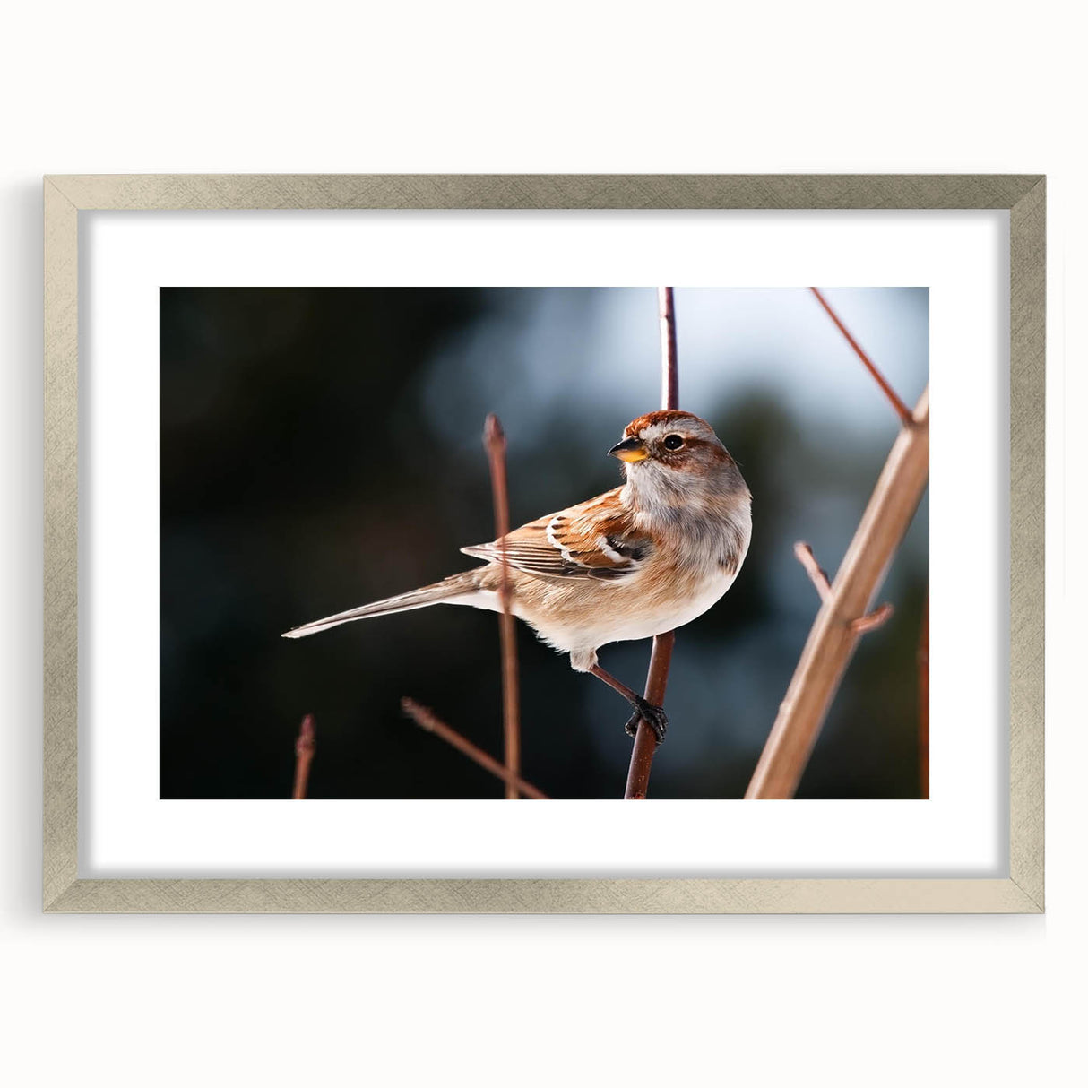 Framed wall art collection showcasing vibrant garden birds in a silver frame with matting, perfect for adding a touch of nature to home decor. Ideal for bird lovers and art enthusiasts.