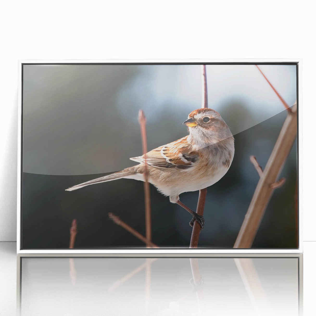 Framed wall art collection featuring vibrant garden birds design with acrylic finish, showcasing colorful bird illustrations and a sleek white frame, ideal for home decor.