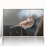 Framed wall art collection featuring vibrant garden birds design with acrylic finish, showcasing colorful bird illustrations and a sleek white frame, ideal for home decor.