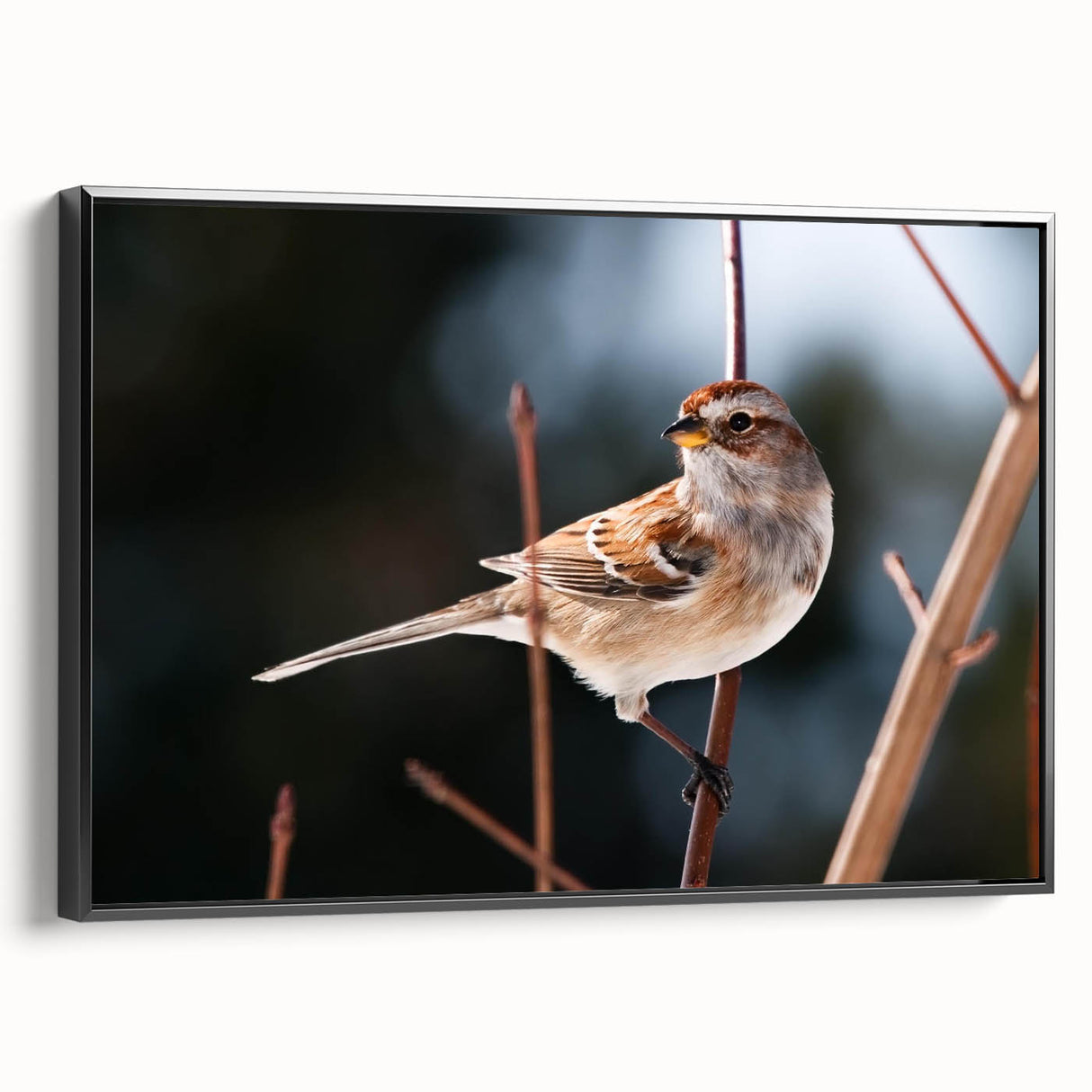 Framed wall art showcasing a vibrant garden birds design on canvas, featuring a black frame and side view display, perfect for nature-themed decor.
