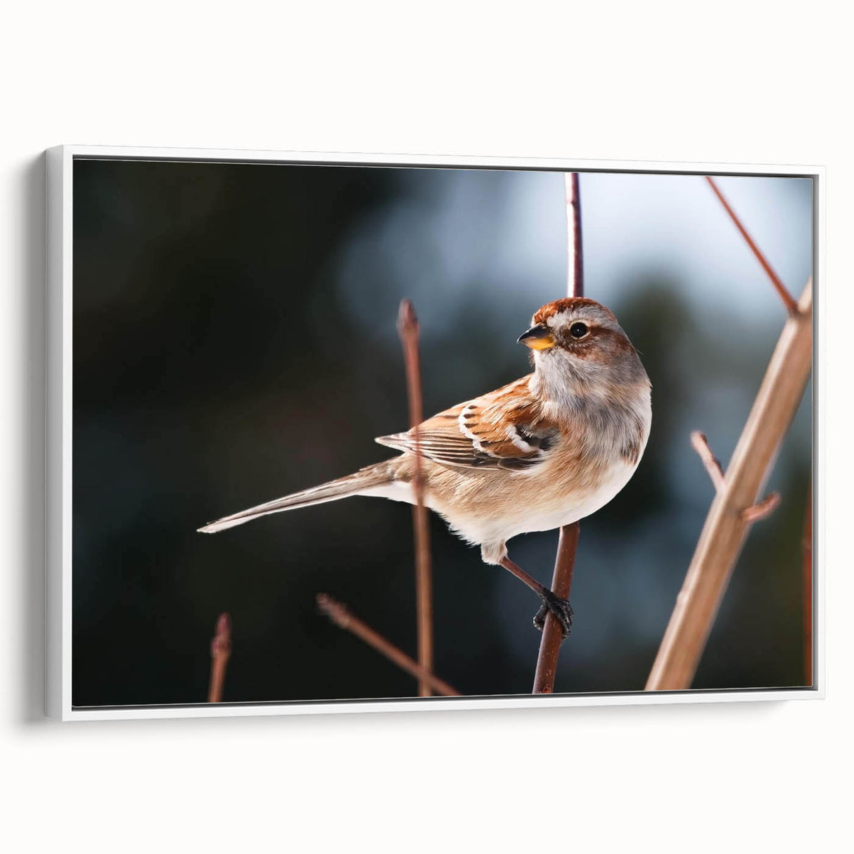 Framed canvas wall art depicting colorful garden birds perched on branches, showcasing vibrant hues of blue, green, and yellow against a white background. Ideal for nature lovers and home decor enthusiasts.
