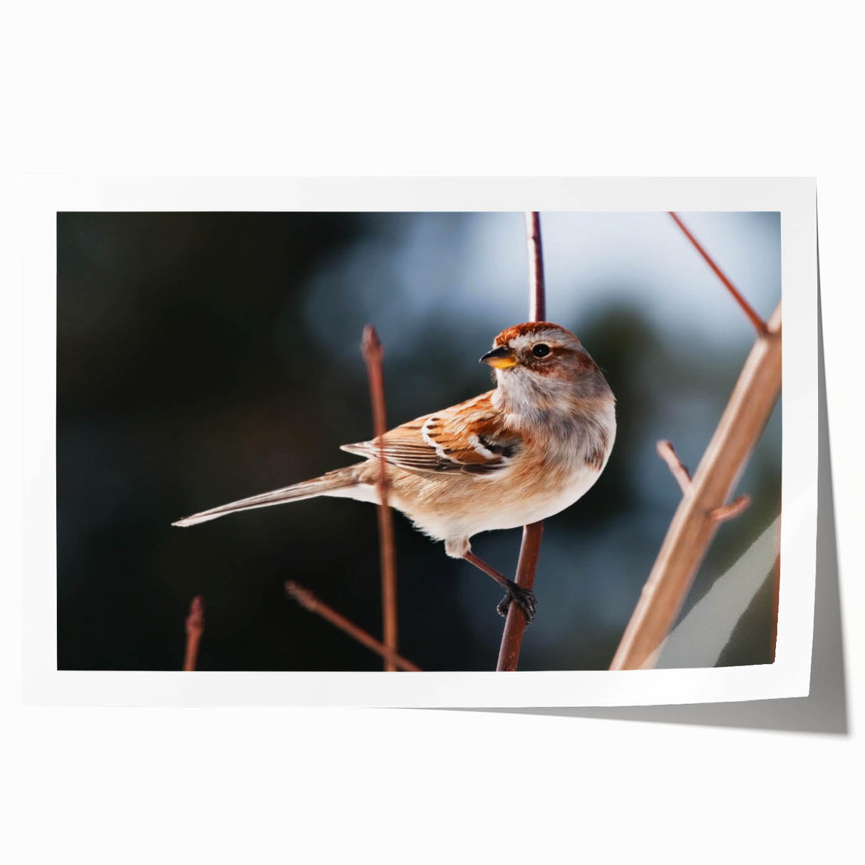 Vibrant rolled print showcasing a collection of colorful garden birds, ideal for home decor, featuring intricate details and a soft texture, packaged securely for delivery.