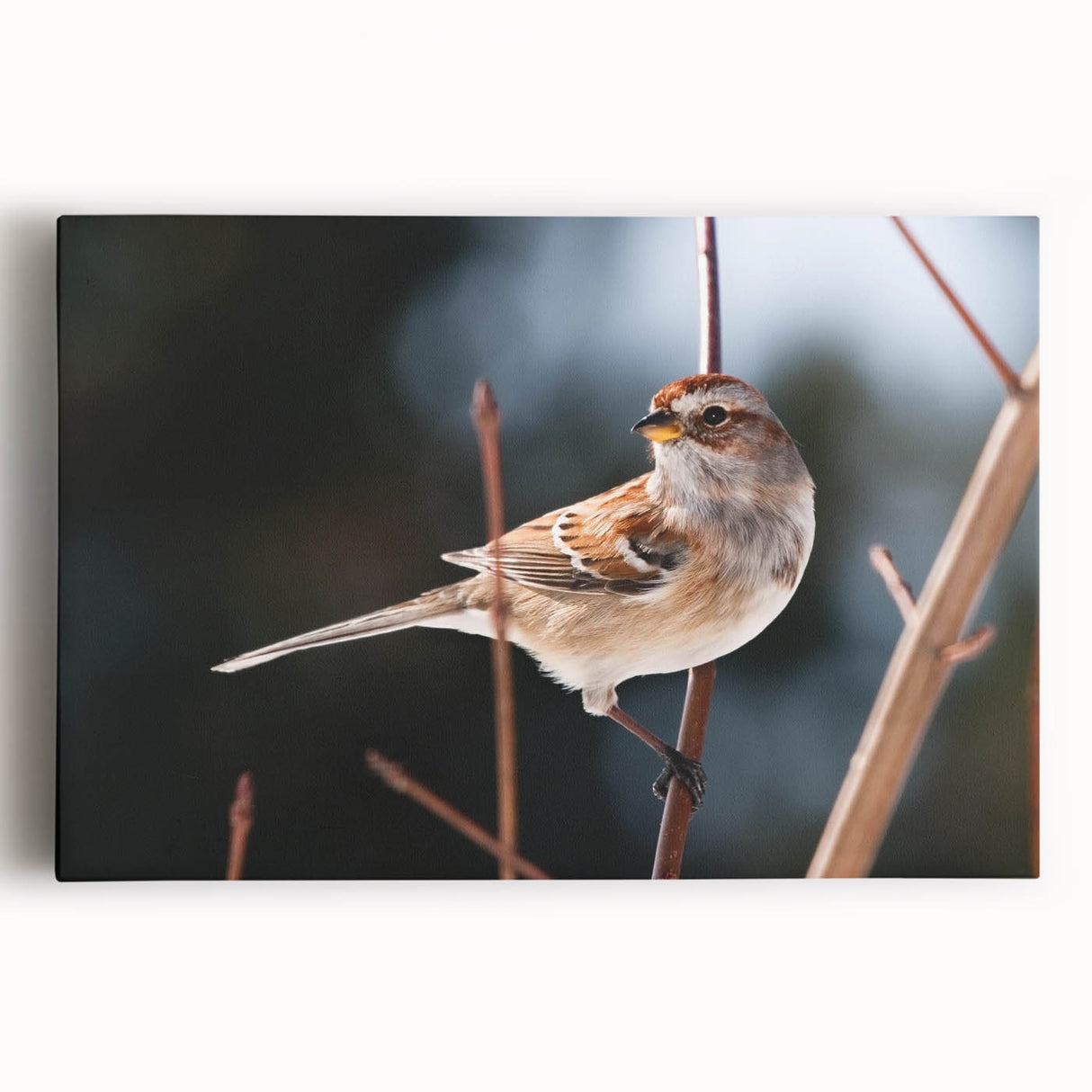 Colorful garden birds wall art on stretched canvas, showcasing intricate designs and vibrant hues, perfect for enhancing home decor and nature-themed spaces.