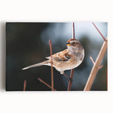Colorful garden birds wall art on stretched canvas, showcasing intricate designs and vibrant hues, perfect for enhancing home decor and nature-themed spaces.