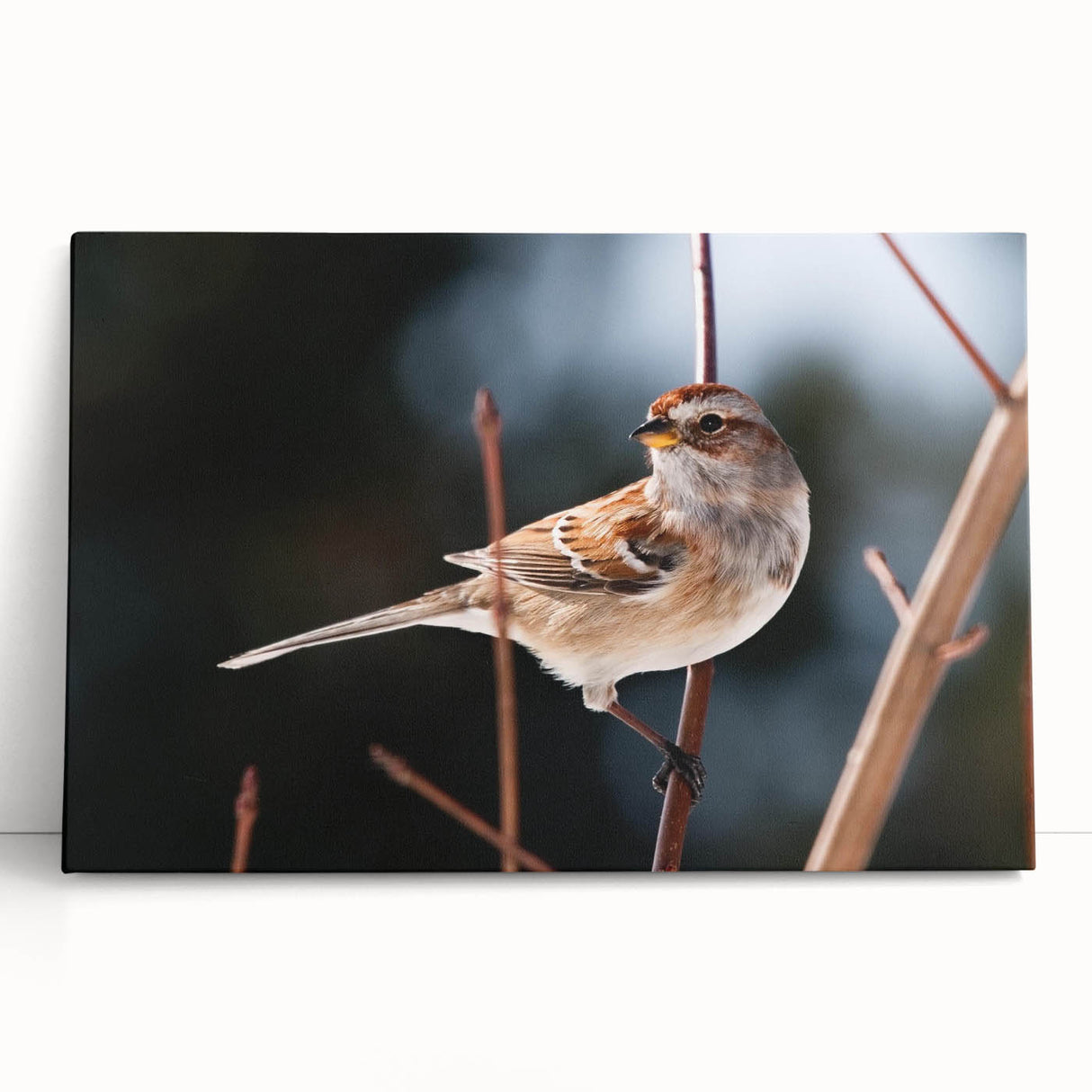 Colorful garden birds wall art on stretched canvas, showcasing vibrant bird illustrations in a natural setting, perfect for home decor and nature lovers.