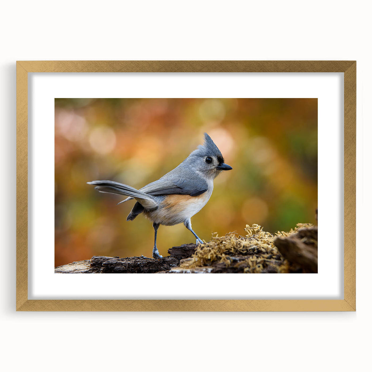 Framed wall art featuring a vibrant garden birds design with gold accents, showcasing colorful birds among lush foliage, perfect for home décor.