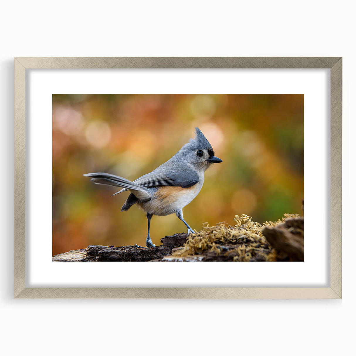 Framed wall art featuring a collection of colorful garden birds, set in a stylish silver frame with a mat, perfect for home decor enthusiasts.