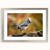 Framed wall art featuring a collection of colorful garden birds, set in a stylish silver frame with a mat, perfect for home decor enthusiasts.