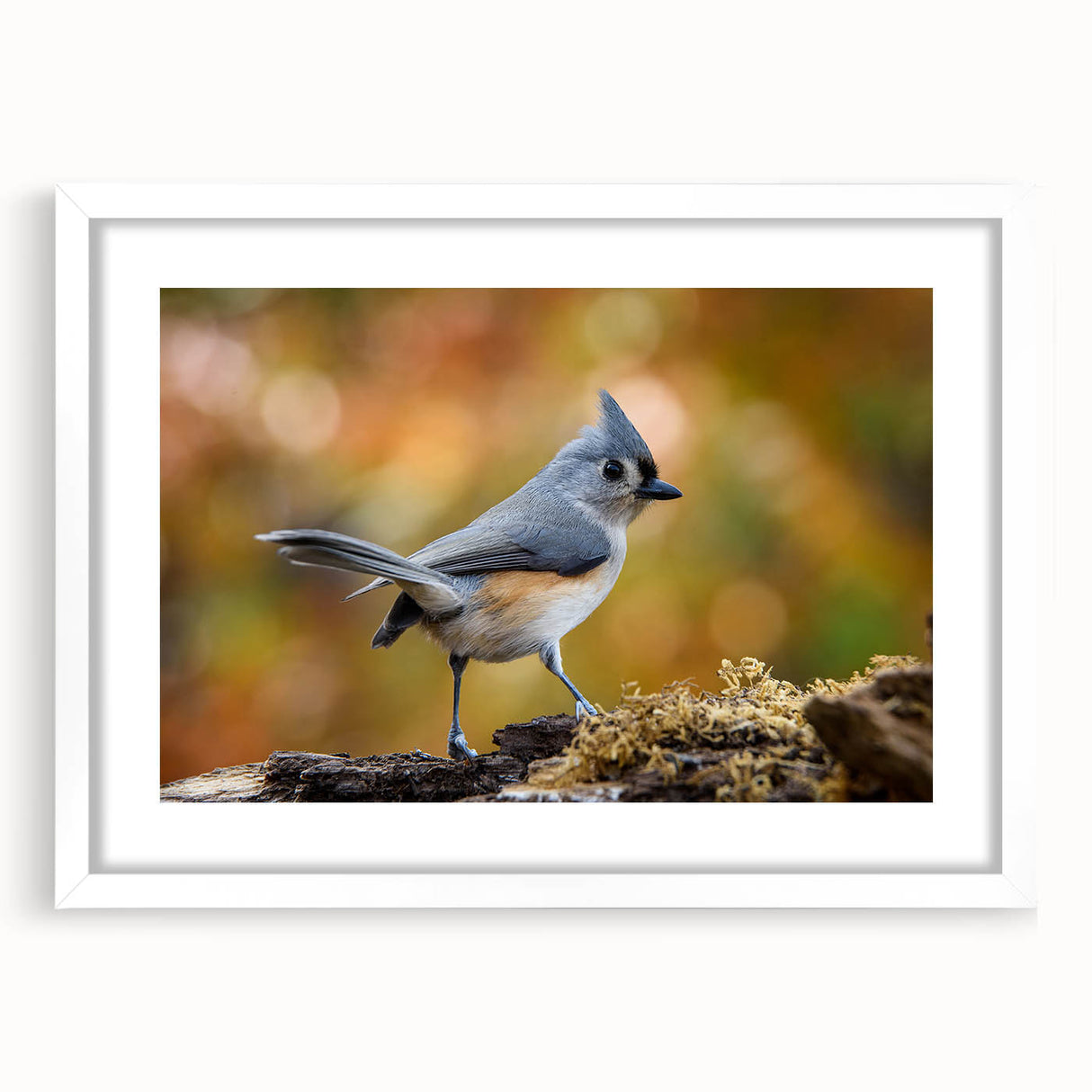 Framed wall art showcasing a vibrant garden birds design, featuring colorful bird illustrations on a white background, perfect for home decor.