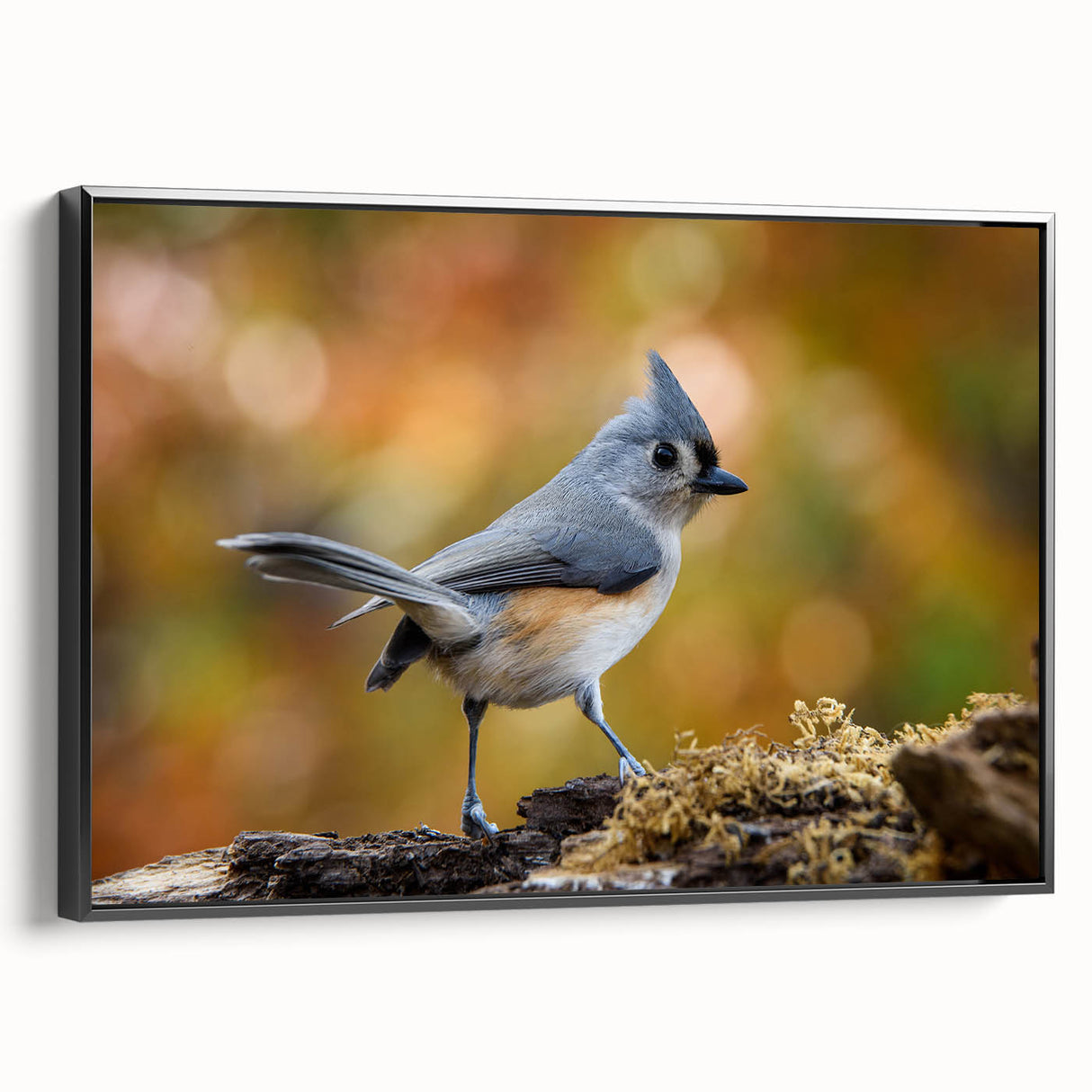 Framed wall art featuring a collection of garden birds in vibrant colors, showcasing detailed illustrations on a black background, perfect for nature enthusiasts.