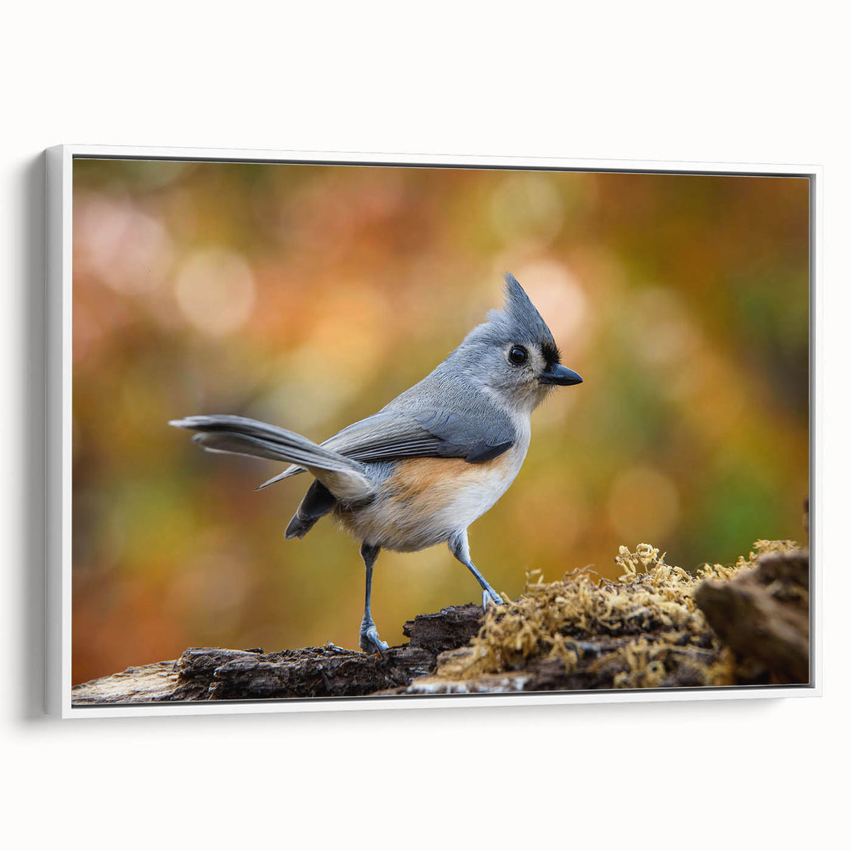 Framed canvas wall art showcasing a vibrant design of various garden birds perched among colorful foliage, presented in a sleek white frame.