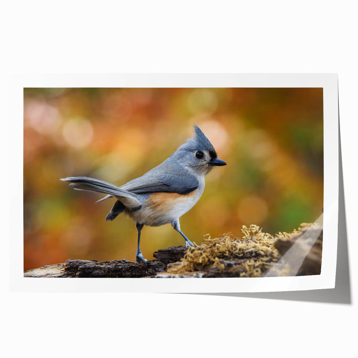Colorful wall art featuring a collection of various garden birds, showcasing vibrant hues and intricate details, perfect for enhancing home decor or nature-themed spaces.